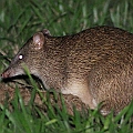 Northern Brown Bandicoot in Centenary Lakes<br />Canon EOS 7D + EF400 F5.6L + SPEEDLITE 580EXII + Better Beamer